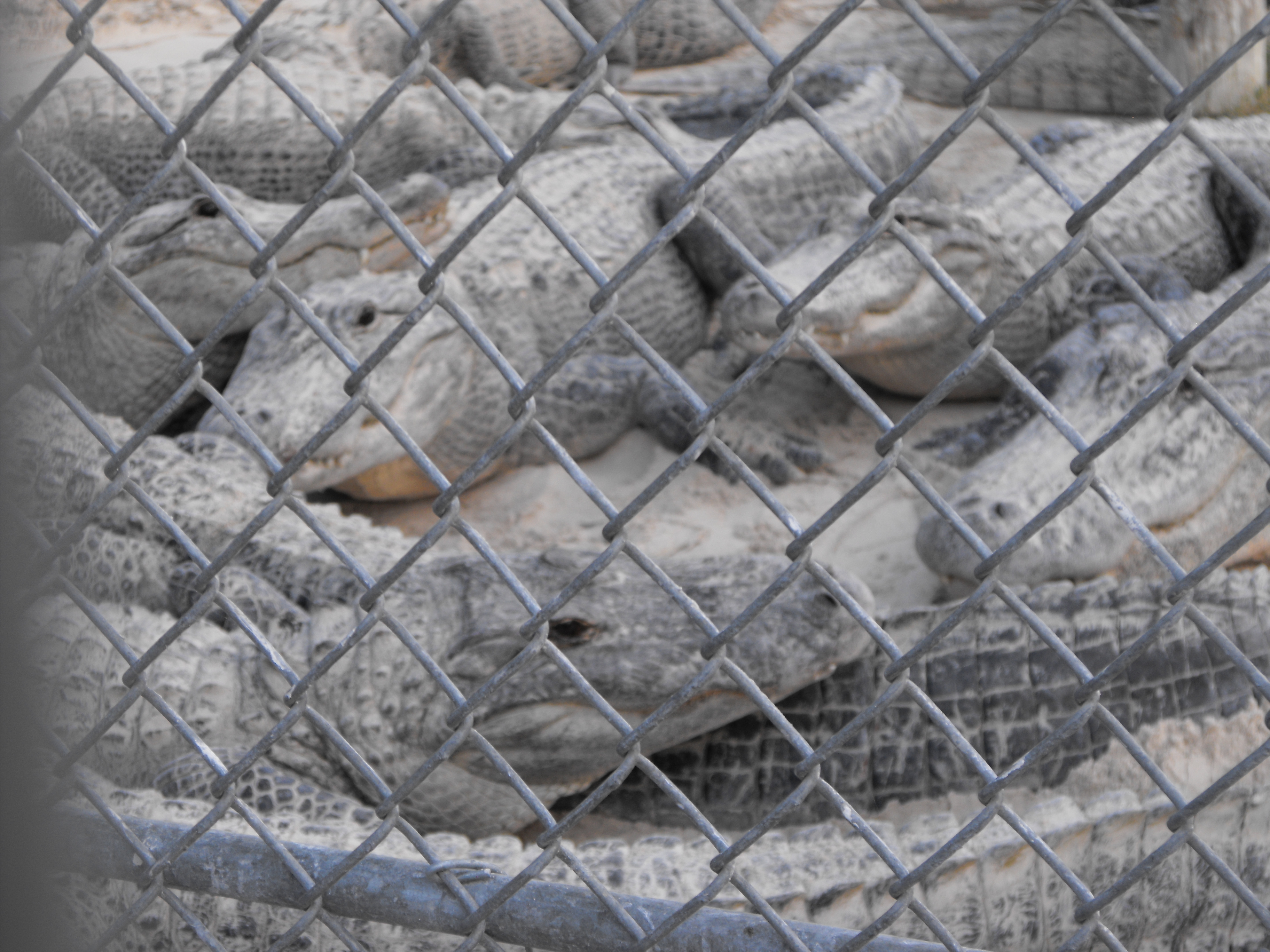 ./2012/Christmas/Aligator Farm/DSCF4282.JPG